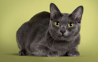 4 características do gato da raça korat 