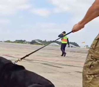 Imagem - Cães de faro chegam a Belém para reforçar a segurança na COP30