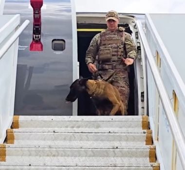 Imagem - Cães de faro desembarcam em Belém para a COP30; assista