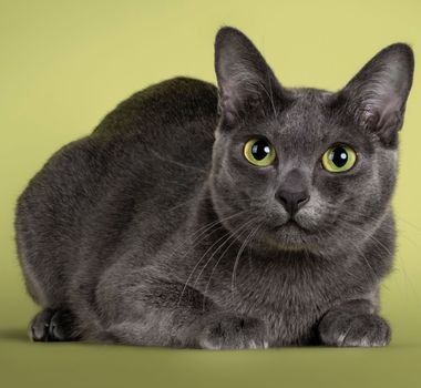 Imagem - 4 características do gato da raça korat 