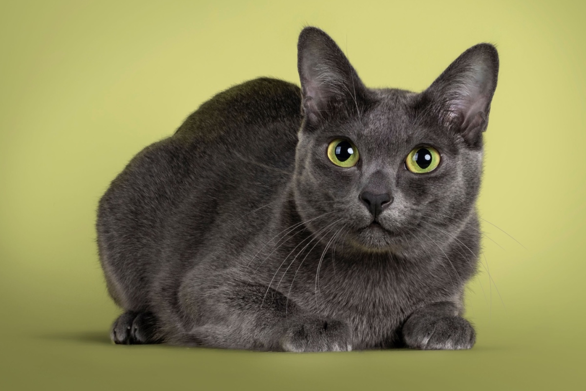 Imagem - 4 características do gato da raça korat 