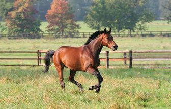 7 curiosidades interessantes sobre os cavalos