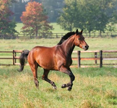 Imagem - 7 curiosidades interessantes sobre os cavalos