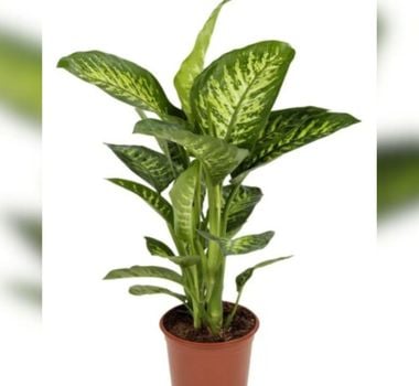 Imagem - Pesquisa aponta que intoxicação por plantas domésticas cresce entre crianças