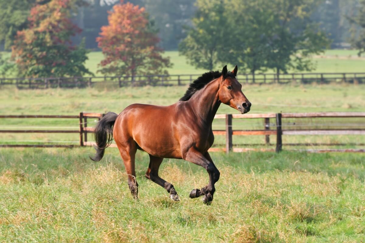 Os cavalos são criaturas cheias de peculiaridades (Imagem: Wirestock Creators | Shutterstock)