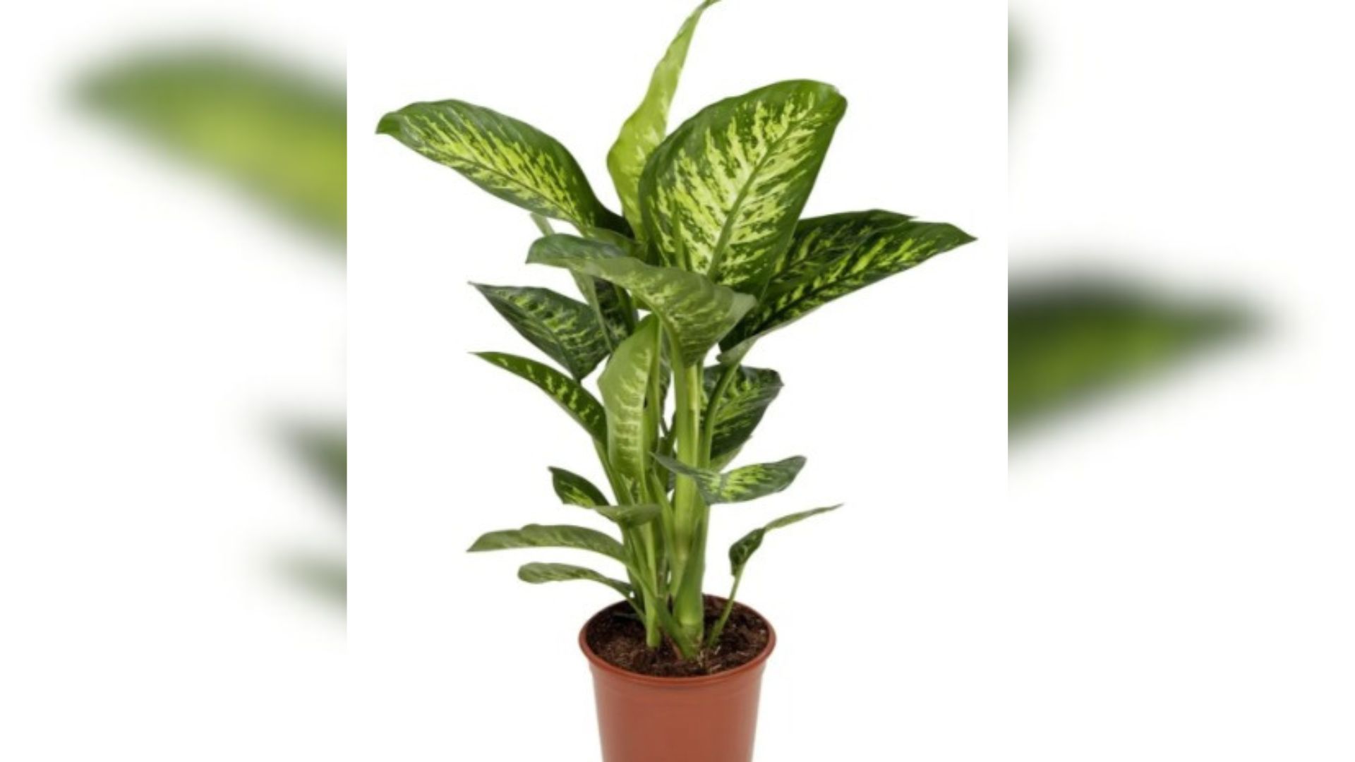 Pesquisa aponta que intoxicação por plantas domésticas cresce entre crianças.