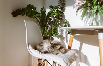 10 nomes perfeitos para gatos dorminhocos