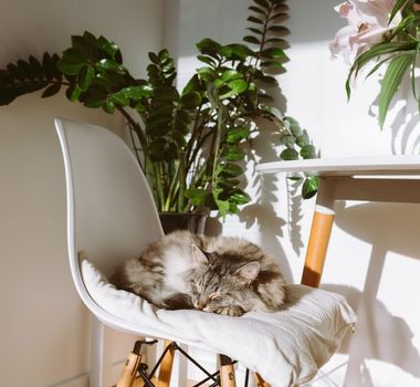 Imagem - 10 nomes perfeitos para gatos dorminhocos