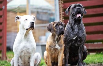 7 diferenças entre os cachorros das raças cane corso e dogo argentino 