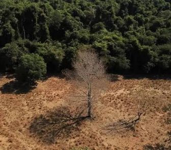 Imagem - Brasil anuncia menor taxa de desmatamento na Amazônia em 11 anos