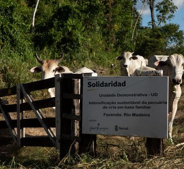 Imagem - Pecuária familiar na Amazônia cresce 64% com práticas sustentáveis