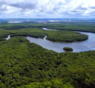 Imagem - Investimentos em florestas tem recorde histórico após reativação do Fundo Amazônia
