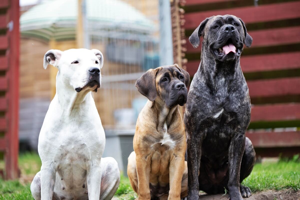 Imagem - 7 diferenças entre os cachorros das raças cane corso e dogo argentino 