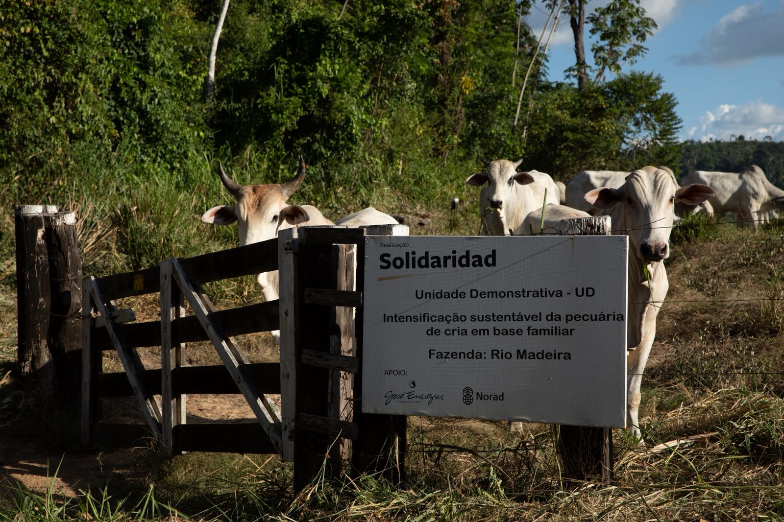 Projeto transforma áreas degradadas em lavouras de cacau e aumenta renda de famílias na Transamazônica

