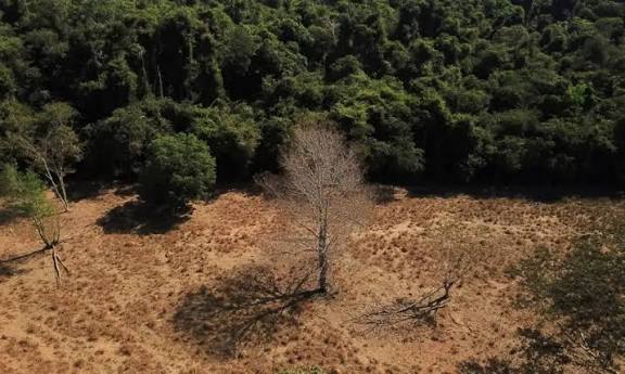 Áreas desmatadas da Amazônia sofrem com aumento de temperatura na seca - 