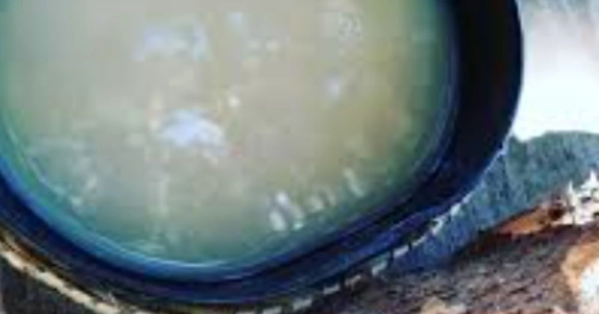 Manicuera é um fruto servido no Pará e no Maranhão