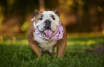 7 raças de cachorro originárias do Reino Unido