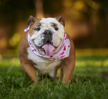 Imagem - 7 raças de cachorro originárias do Reino Unido