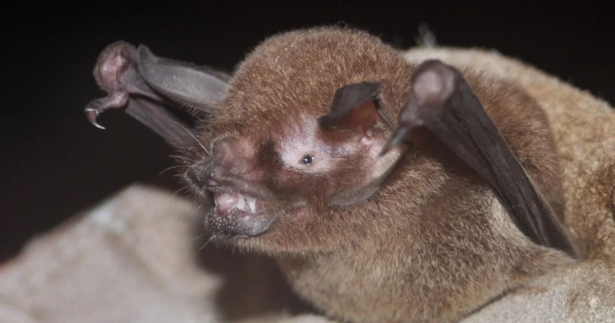 Morcegos -