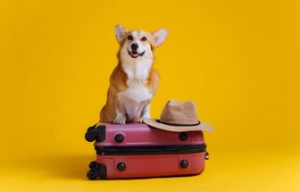 12 dicas para viajar com o pet com conforto e segurança