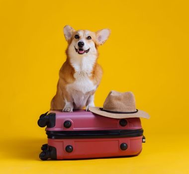 Imagem - 12 dicas para viajar com o pet com conforto e segurança