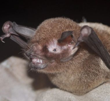 Imagem - Cientistas descobrem novo coronavírus em morcegos brasileiros com traço similar ao da Covid