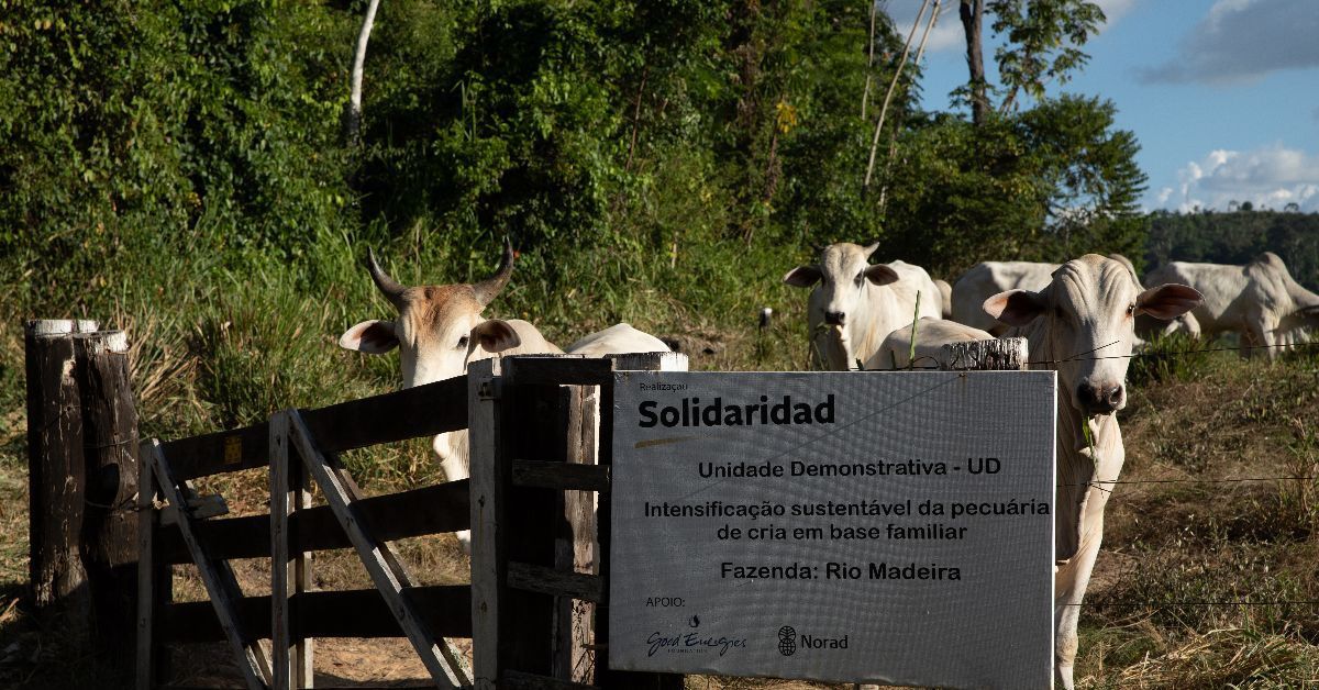 Projeto RestaurAmazônia vem transformando a setor agropecuário