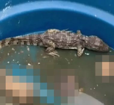 Imagem - Facção usa jacarés para ocultar corpos de rivais