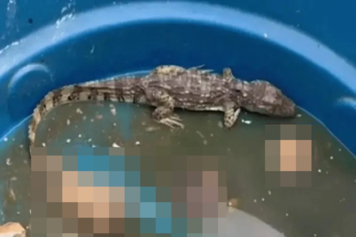 'Jacaré do tráfico' no Rio de Janeiro -