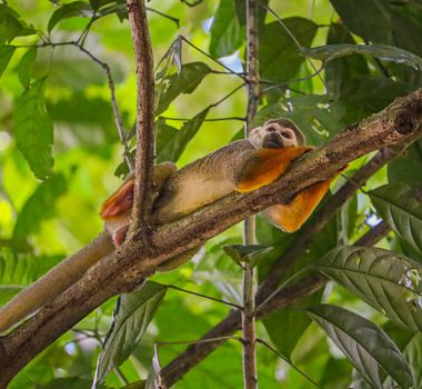 Imagem - Parque Zoobotânico do Museu Emílio Goeldi vai estar com entrada gratuita durante todos os dias da COP30