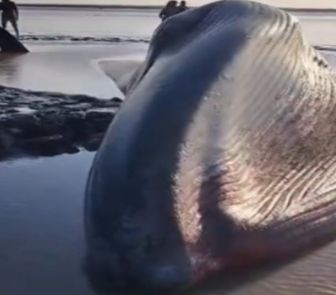 Imagem - Vídeo: baleia é encontrada morta em praia no Arquipélago do Marajó