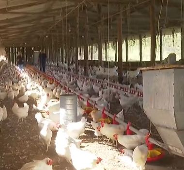 Imagem - China suspende proibição de importações de frangos do Brasil