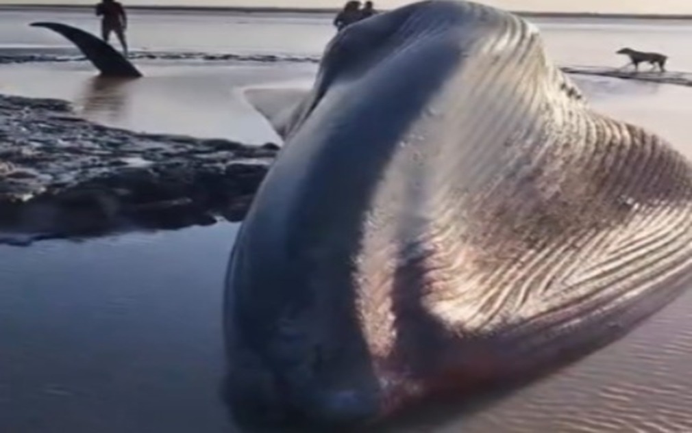 Baleia foi encontrada morta em uma praia localizada na Ilha das Espaças, em Chaves.