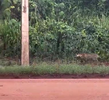 Imagem - Morador do Pará flagra perseguição de onça pintada a filhote e mãe anta