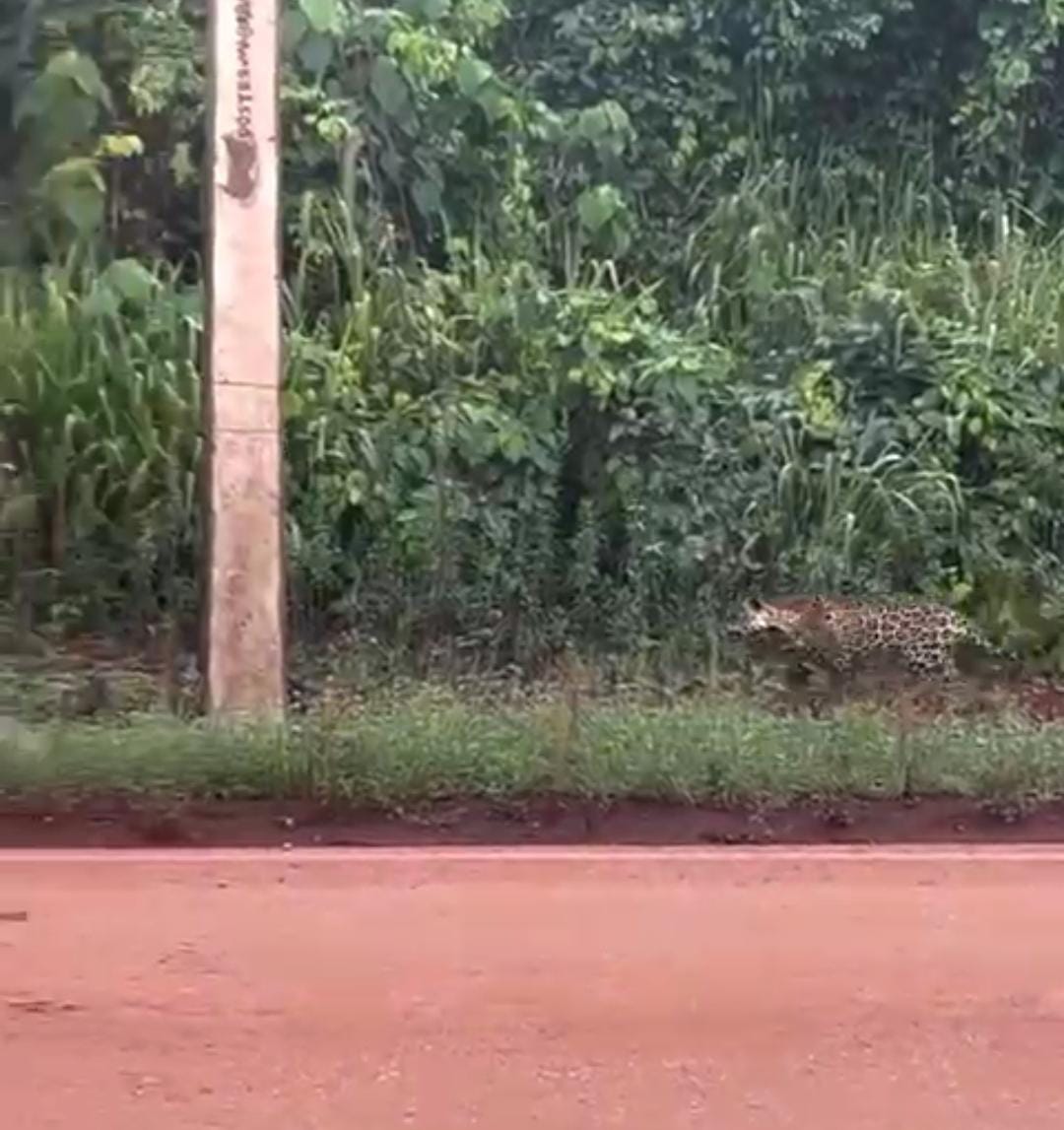 (Onça perseguindo antas)