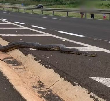 Imagem - Vídeo: sucuri de 5 metros é salva de atropelamento por moradores do interior de SP