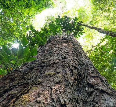 Imagem - Suíça anuncia doação de R$ 33 milhões para Fundo Amazônia