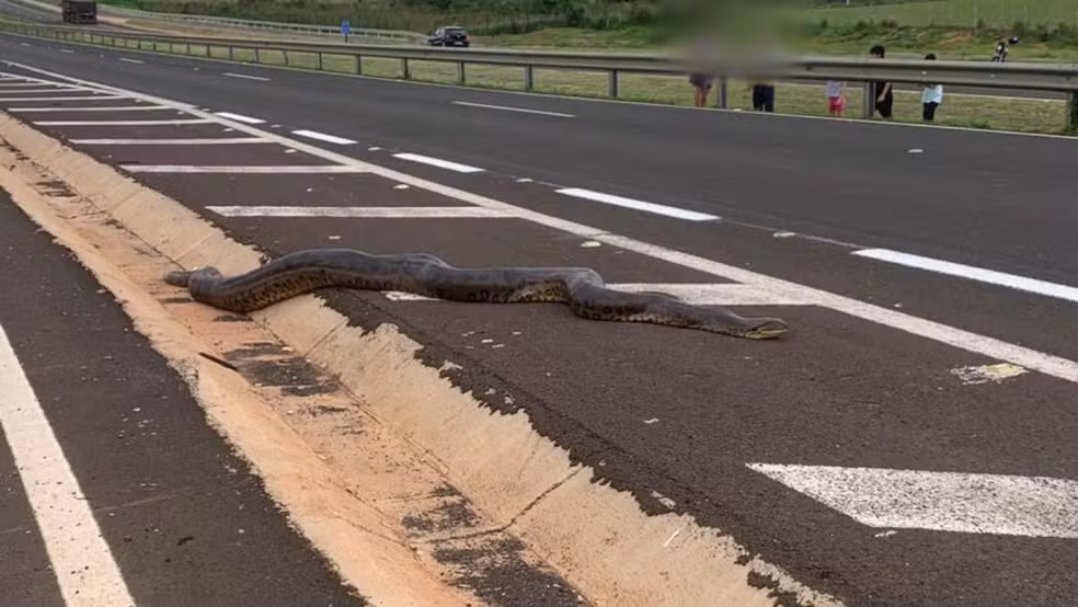 (Os bombeiros cumpriram o protocolo de resgate, a cobra apresentava ferimentos e foi devolvida para seu habitat natural.)