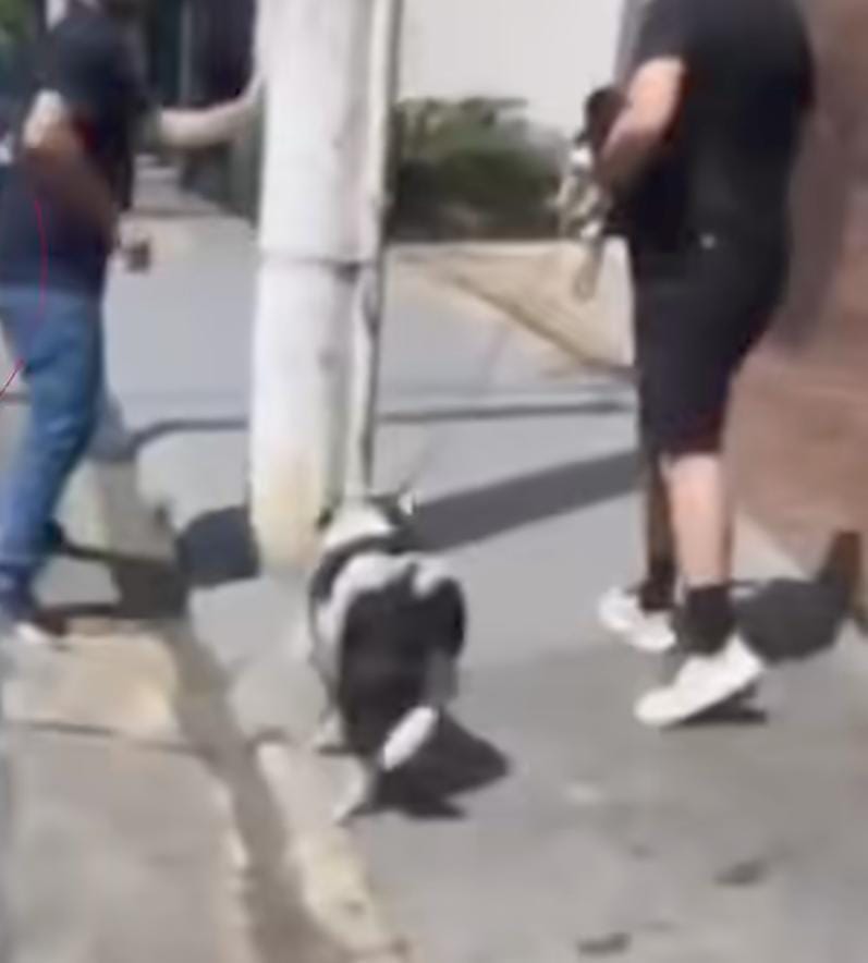 Um filhote de border collie que aguardava adoção no pet shop Vica, no bairro Jardins, em São Paulo, foi roubado de dentro da loja na última sexta-feira (7), por volta das 13h30.