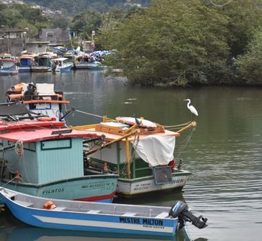 Imagem - Mata Atlântica na COP30: casa destaca urgência da conservação e restauração contra crise climática
