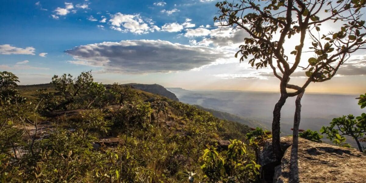 Entre os temas em destaque estão o incentivo a combustíveis limpos, o uso de tecnologia na agricultura sustentável e os investimentos em energia renovável e minerais críticos

