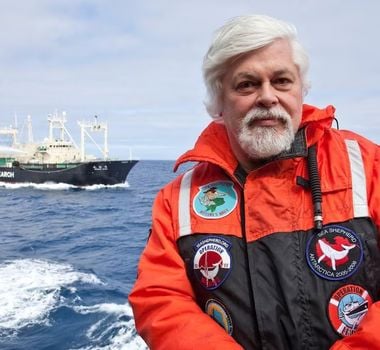 Imagem - Painel com ativista defensor de baleias alvo de pedido de prisão pelo Japão lota em Belém