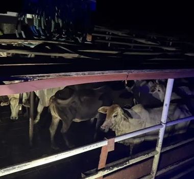 Imagem - Cerca de 19 toneladas de explosivos e 266 bovinos são apreendidos no Pará
