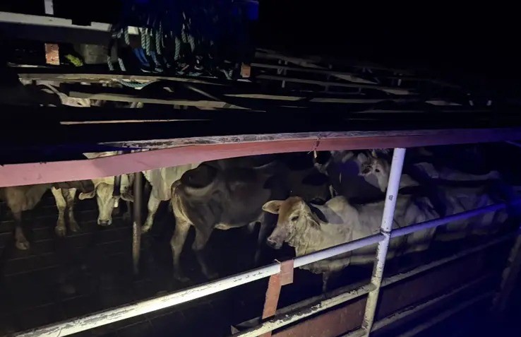 (Bovinos apreendidos em duas embarcações que saíram de Alenquer, no Pará.)