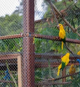 Imagem - Ararajubas voltam a colorir o céu de Belém em soltura especial na COP30