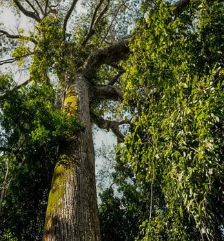 Imagem - COP30 mostra consciência ambiental em alta segundo pesquisa