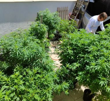 Imagem - STJ adia prazo para regulamentação do plantio de cannabis medicinal