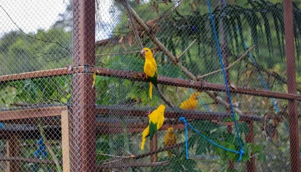 Ararajubas voltam a colorir o céu de Belém em soltura especial na COP30
