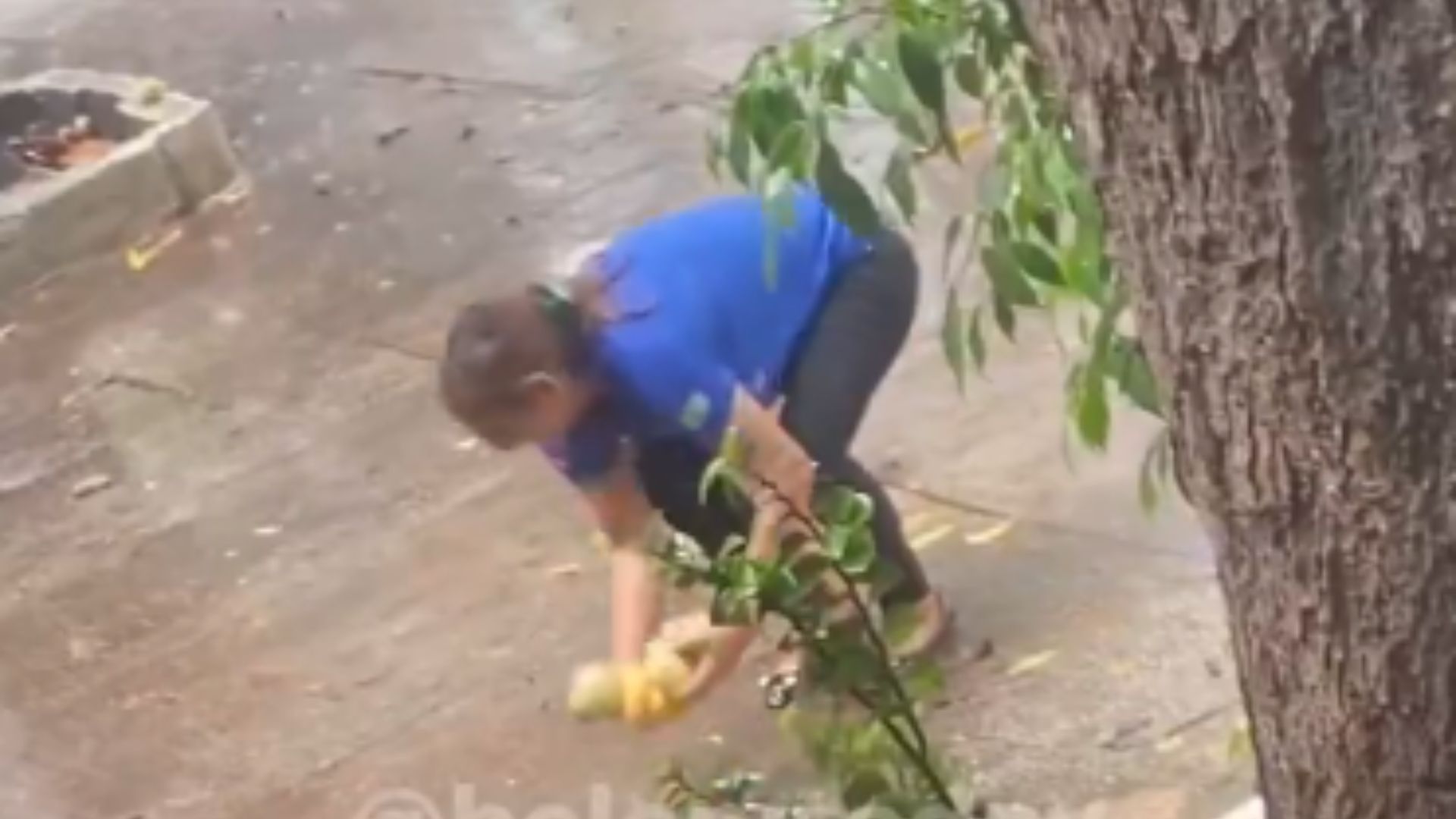 Cobradora desce de ônibus para pegar manga durante chuva intensa em Belém.