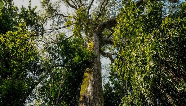 COP30 mostra consciência ambiental em alta segundo pesquisa